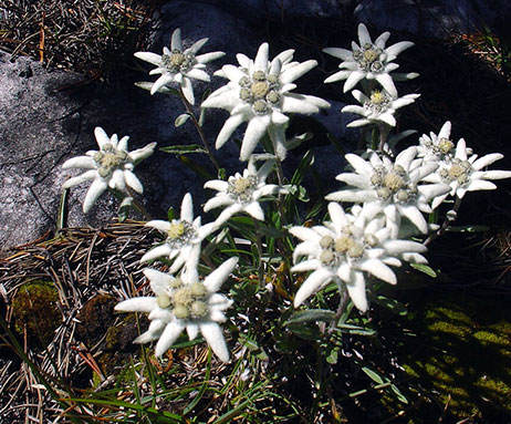 Edelweiss