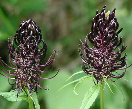 Schwarzeteufelskralle