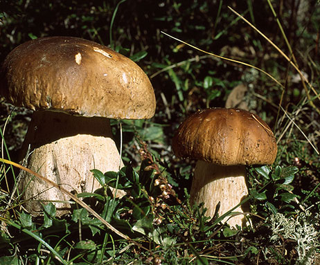 Steinpilz