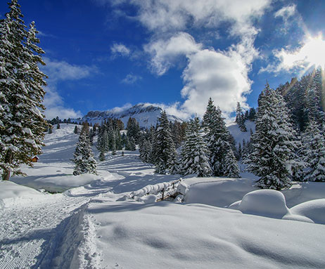 Tiers am Rosengarten